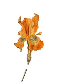 Portada de diseño flor de iris